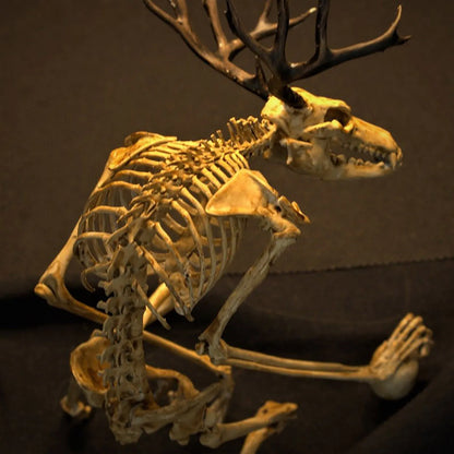 Mysterious Skeleton Fossil Model with Glass Cover