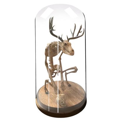 Mysterious Skeleton Fossil Model with Glass Cover