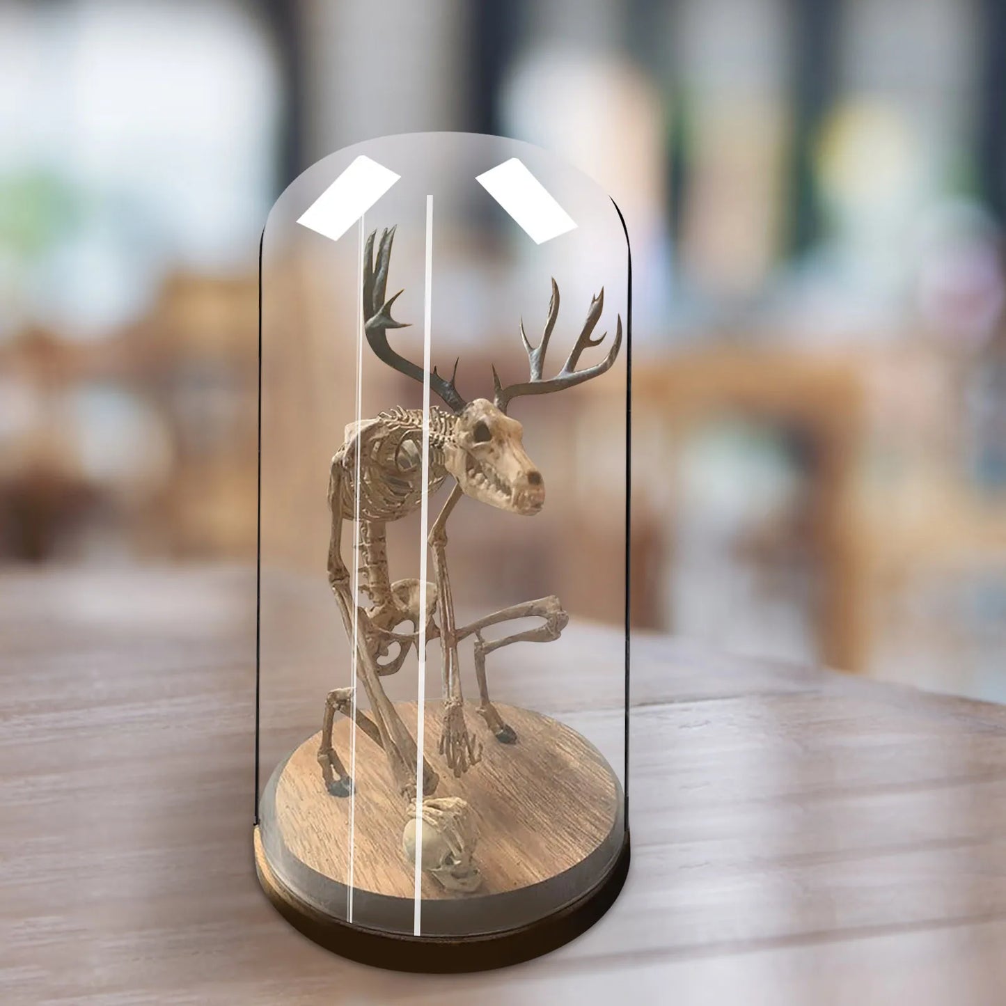 Mysterious Skeleton Fossil Model with Glass Cover