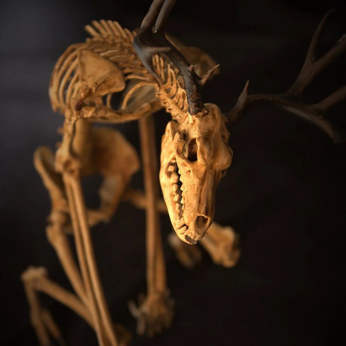 Mysterious Skeleton Fossil Model with Glass Cover